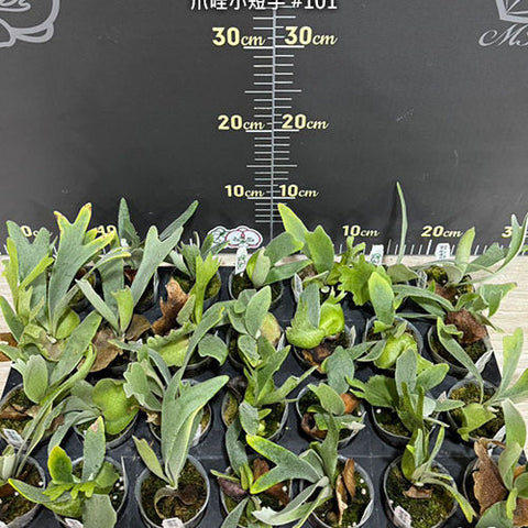 Platy. willinckii 'Short Hand' - 2 inch plant size reference 2 - square crop