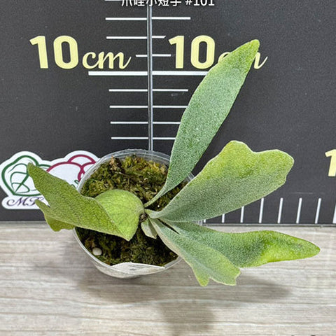 Platy. willinckii 'Short Hand' - 2 inch plant size reference - square crop