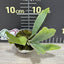Platy. willinckii 'Short Hand' - 2 inch plant size reference - square crop