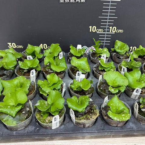 Platy. Kitshakood x ridleyi - 2 inch plant size reference 2 - square crop