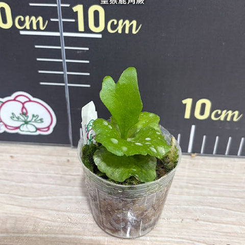 Platy. Kitshakood x ridleyi - 2 inch plant size reference - square crop