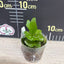 Platy. Kitshakood x ridleyi - 2 inch plant size reference - square crop