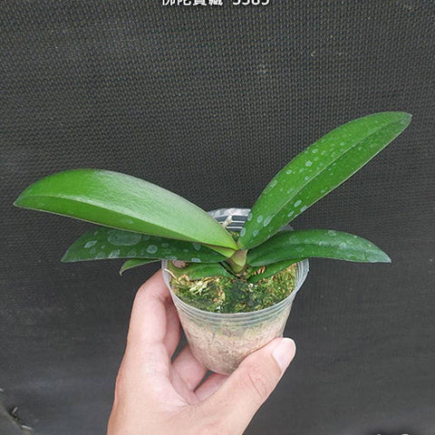 Phal. Buddha's Treasure '3385' - 2.5 inch plant size reference - square crop