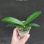 Phal. Buddha's Treasure '3385' - 2.5 inch plant size reference - square crop