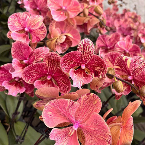 Phal. King Car Marble 'JC717-2' - flower 2 - square crop
