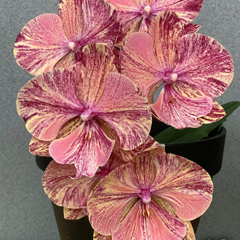 Phal. King Car Marble 'JC717-2' - flower 3 - square crop