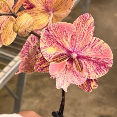 Phal. King Car Marble 'JC717-2' - flower 5 - square crop