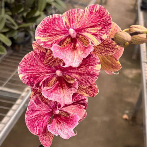 Phal. King Car Marble 'JC717-2' - flower 4 - square crop