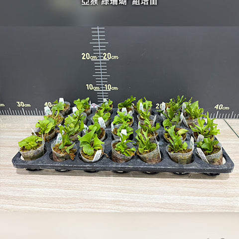 Platy. ridleyi var. 'coral' (TC) - 1.7 inch plant size reference 2 - square crop