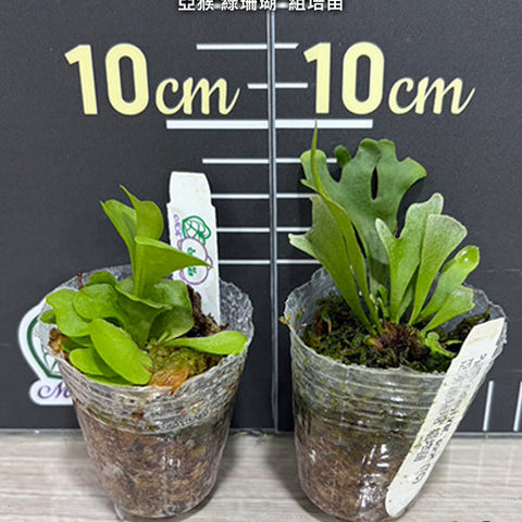 Platy. ridleyi var. 'coral' (TC) - 1.7 inch plant size reference - square crop