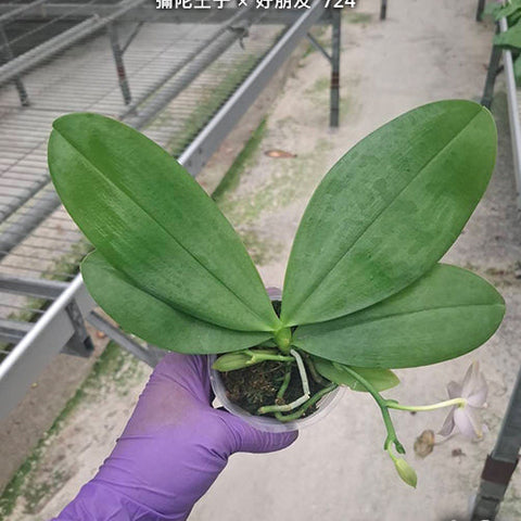 Phal. Mituo Prince x Yaphon All Friends '724' - 2.5 inch plant size reference - square crop