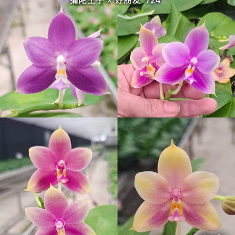 Phal. Mituo Prince x Yaphon All Friends '724' - flower 2 - square crop