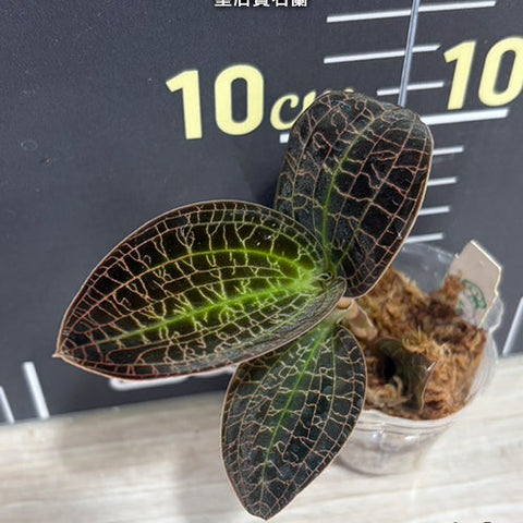 Dossinia marmorata - 1.7 inch plant size reference - square crop