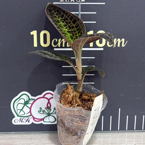 Dossinia marmorata - 1.7 inch plant size reference 2 - square crop