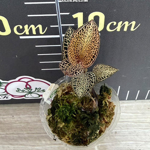Anoectochilus sp. - 1.7 inch plant size reference 2 - square crop