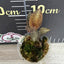 Anoectochilus sp. - 1.7 inch plant size reference 2 - square crop