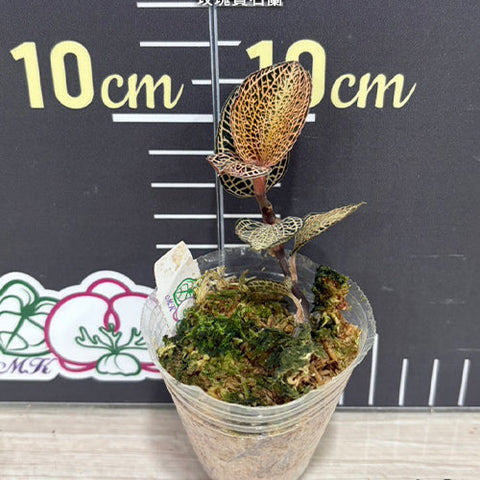 Anoectochilus sp. - 1.7 inch plant size reference - square crop