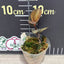Anoectochilus sp. - 1.7 inch plant size reference - square crop