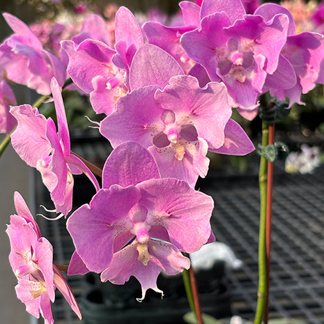 [Bare-root][Import AS-IS] #PA# Phal. Miki Super Robin Peloric 'Pink' 美琪粉紅羅賓 [2.5" BS][Oct Preorder 26]
