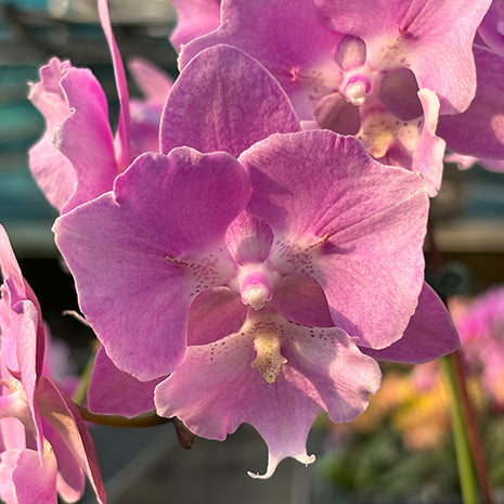 [Bare-root][Import AS-IS] #PA# Phal. Miki Super Robin Peloric 'Pink' 美琪粉紅羅賓 [2.5" BS][Oct Preorder 26]