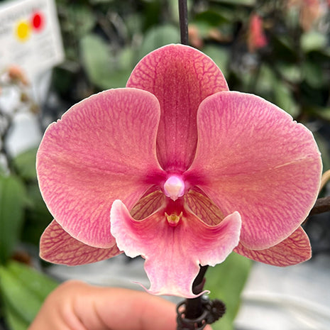 [Bare-root][Import AS-IS] #PA# Phal. King Car Marble '80769' [2.5" BS][Oct Preorder 26]