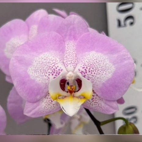 [Bare-root][Import AS-IS] #PA# Phal. Chian Xen Pearl × Leopard Prince 'Sogo Diamond' [2.5" BS][Oct Preorder 26]