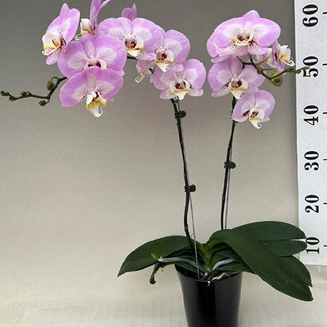 [Bare-root][Import AS-IS] #PA# Phal. Chian Xen Pearl × Leopard Prince 'Sogo Diamond' [2.5" BS][Oct Preorder 26]