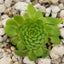 [Bare-root] Pinguicula colimensis 可里马捕虫堇  [Wishlist]
