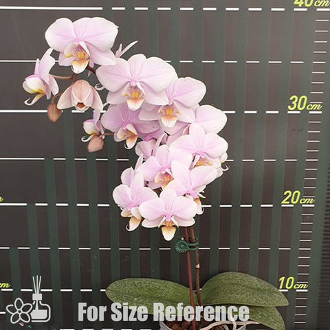 [Bare-Root] Phal. Pinlong Cheris 檳榔西施 [Wishlist]