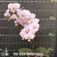 [Bare-Root] Phal. Pinlong Cheris 檳榔西施 [Wishlist]