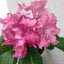 [Bare-root] Streptocarpus '7082' 豆堇兰 [Wishlist]