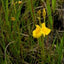 [Bare-root]Utricularia laxa 疏松狸藻 [Wishlist]