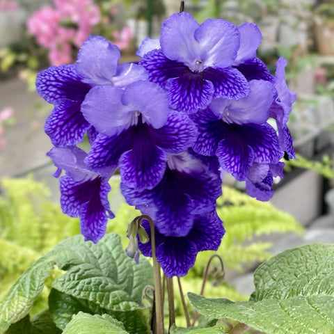 [Bare-root] Streptocarpus 'Deep Blue Vein' 极蒂 [Wishlist]