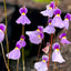 [Bare-root]Utricularia blanchetii	布朗歇狸藻 [Wishlist]