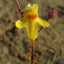 [Bare-root]Utricularia triloba三裂叶狸藻 [Wishlist]