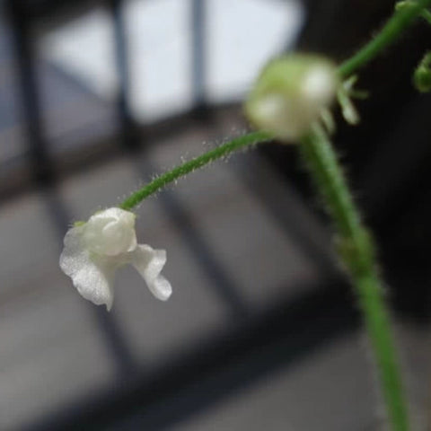 [Bare-root] Genlisea glandulosissima 格兰玛螺旋狸藻 [Wishlist]