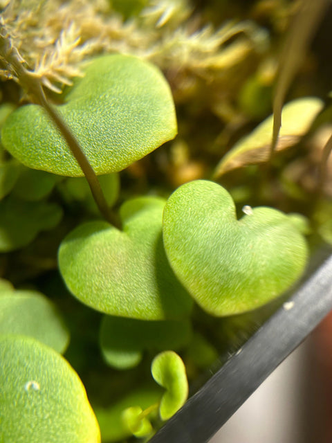 [Bare-root] U.nephrophylla x geminiloba	桃心狸藻 [Wishlist]