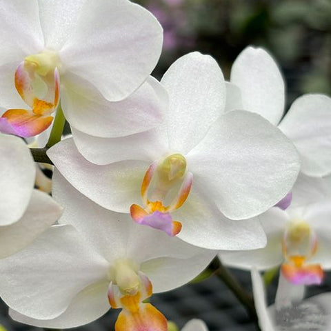 [Bare-Root] Phal. Hatuyuki 'Nagoriyuki' 殘雪 [Wishlist]
