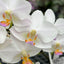 [Bare-Root] Phal. Hatuyuki 'Nagoriyuki' 殘雪 [Wishlist]