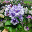 [Bare-root] Streptocarpus 'Crystal Lace' 水晶蕾丝堇兰 [Wishlist]
