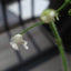 [Bare-root] Genlisea glandulosissima 格兰玛螺旋狸藻 [Wishlist]