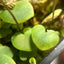 [Bare-root] U.nephrophylla x geminiloba	桃心狸藻 [Wishlist]