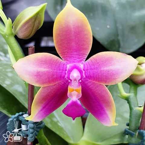 [Bare-Root] Phal. Meidarland Kaiulani 'Fashion' 時尚的凱烏蘭妮 [Wishlist]