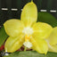 [Bare-Root] Phal. Yaphon Christmas 'Honey lemon' 聖誕 '蜂蜜檸檬' [Wishlist]