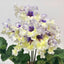 [Bare-root] Streptocarpus ‘Tristan’ 崔斯坦堇兰 [Wishlist]