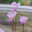 [Bare-root]Utricularia resupinata 瑞斯汀娜狸藻 [Wishlist]