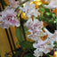 [Bare-root] Streptocarpus ‘DS–Tender Pink’ 柔粉色堇兰 [Wishlist]