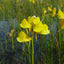 [Bare-root]Utricularia cornuta 角状狸藻 [Wishlist]