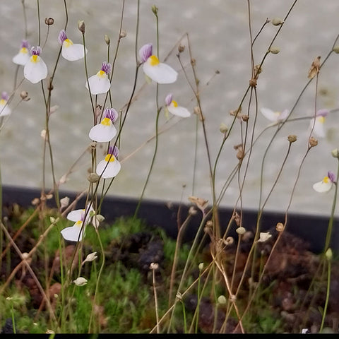 [Bare-root]Utricularia parthenopipes	海妖女狸藻 [Wishlist]