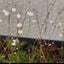 [Bare-root]Utricularia parthenopipes	海妖女狸藻 [Wishlist]